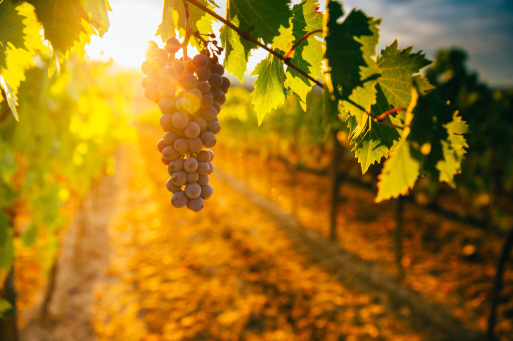 vino e marketing territoriale